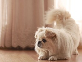 猫认人是什么原因？揭秘猫咪的社交奥秘