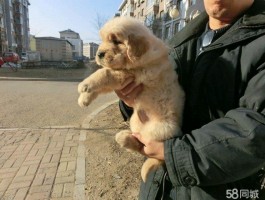 狗狗鸭嘴：揭秘这一独特现象背后的原因与处理方法