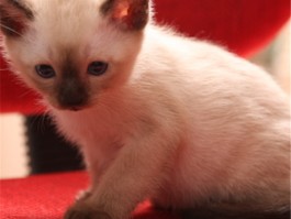小猫一个月能洗澡吗？——宠物医生的专业建议