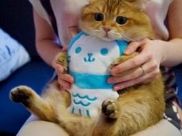 猫咪眼睛红流眼泪：原因、诊断与治疗