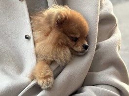 狗狗生日送什么礼物？| 宠物医生的建议