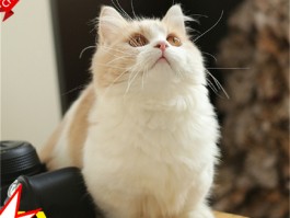 猫咪拉屎臭的原因
