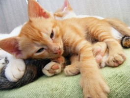 猫咪夏日：炎炎夏日里的猫咪护理指南