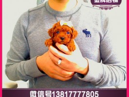 兔子几个月能长大 - 宠物医生的专业解答