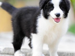 五个月的泰迪怎么训练？泰迪犬幼犬训练全攻略