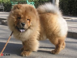 拉布拉多犬几个月训练：培养忠诚伴侣的最佳时机