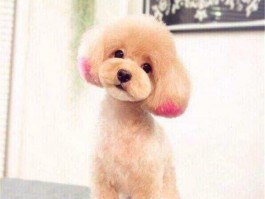 狗狗便秘了怎么办