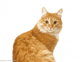 五个月的猫算幼猫吗？——了解幼猫的成长阶段