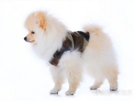 一个月的萨摩耶有多大？揭秘幼犬成长秘密