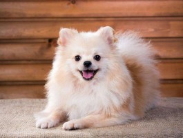 两个月小猫能吃罐头吗？科学喂养指南