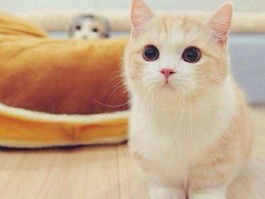 小孩怕猫什么原因：揭开儿童恐惧之谜