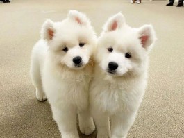 一个月的狗狗吃什么：营养均衡的喂养指南