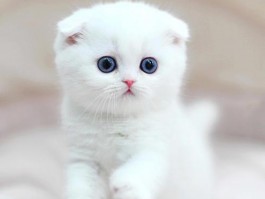 狗狗几个月打针：了解宠物疫苗接种时间表
