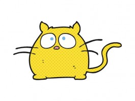 6个月的猫咪：健康成长的关键阶段
