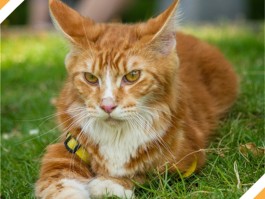 标题：猫几个月生小猫 - 宠物医生的生育指南