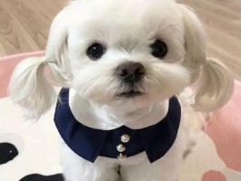 狗狗吃纸怎么办：找出原因与解决方法