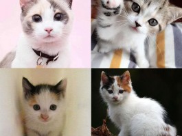 三个月的猫咪吃多少：猫咪营养与健康指南