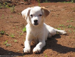 狗狗犬瘟热吃什么药：治疗犬瘟热的药物选择与注意事项