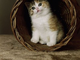 一个月的龙猫有多重：了解幼年龙猫的体重变化