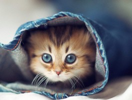 猫咪怀孕肚子会硬吗？揭开真相