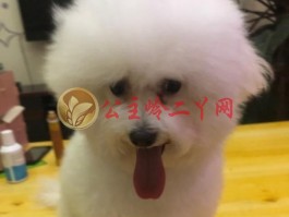 猫咪眼睛发炎用药：科学治疗，守护宠物健康