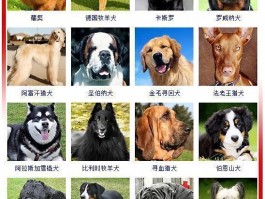 猫咪为什么喜欢闻