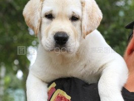 比熊几个月发育成熟：了解比熊犬的成长过程
