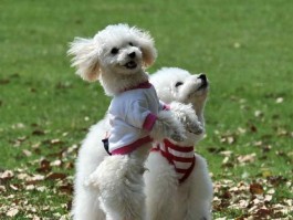 一个月的马犬好养吗？——新手养犬指南