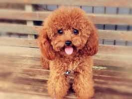宠物小鸡使劲叫什么原因？找出答案！