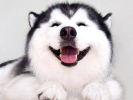 柴犬四个月大：成长指南与常见问题解答