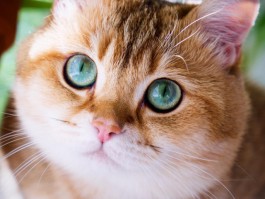 四个月比特犬多少斤：了解比特犬成长标准