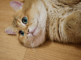 猫咪优繁素：助力猫咪繁殖，守护宠物健康