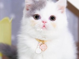 猫咪名字可爱洋气英文：给你的小猫起个独特的好名字