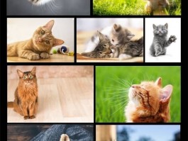 两个月的猫能吃鸡蛋吗？——猫咪饮食指南