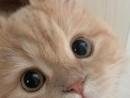 狗狗为什么会发抖