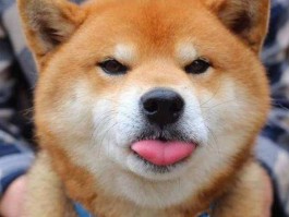 猫咪的生日会：宠爱有加，欢乐无限