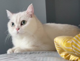 猫咪会认人吗？揭秘猫咪的认人能力