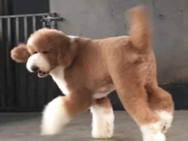 三个月的猫咪：成长与护理指南