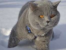 猫咪有点发烧：了解原因和应对方法