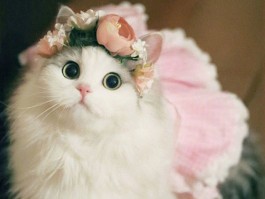 一个月小奶猫吐了：原因分析与应对措施