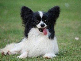 狗狗能上火车吗？带你了解宠物出行新规定
