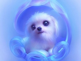 宠物狗狗大全：探索毛孩子们的精彩世界