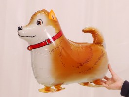 一个月大的小猫：养护知识与注意事项