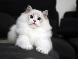 猫咪尿频尿血：原因、诊断与治疗