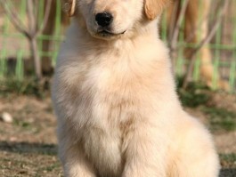 京巴犬两个月的关键养护指南