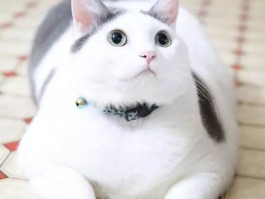 两个月大的猫一直睡觉：原因与应对策略