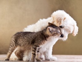 苏州狗狗领养：给你带来温暖的家庭伙伴