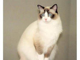 猫咪阴阳眼：揭秘这一神秘现象
