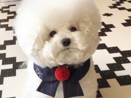 狗狗为什么不吃饭：找出原因并提供解决方案