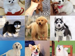 猫爱咬人是什么原因